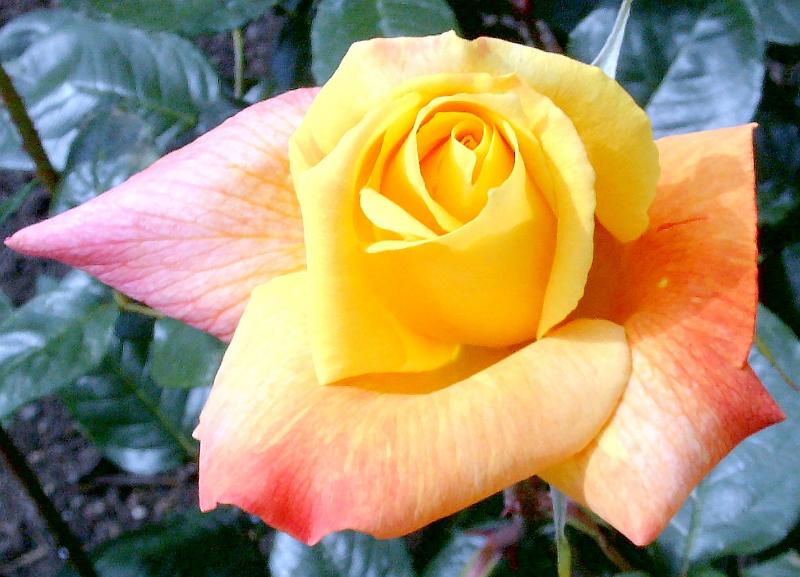 rose 2 cropped